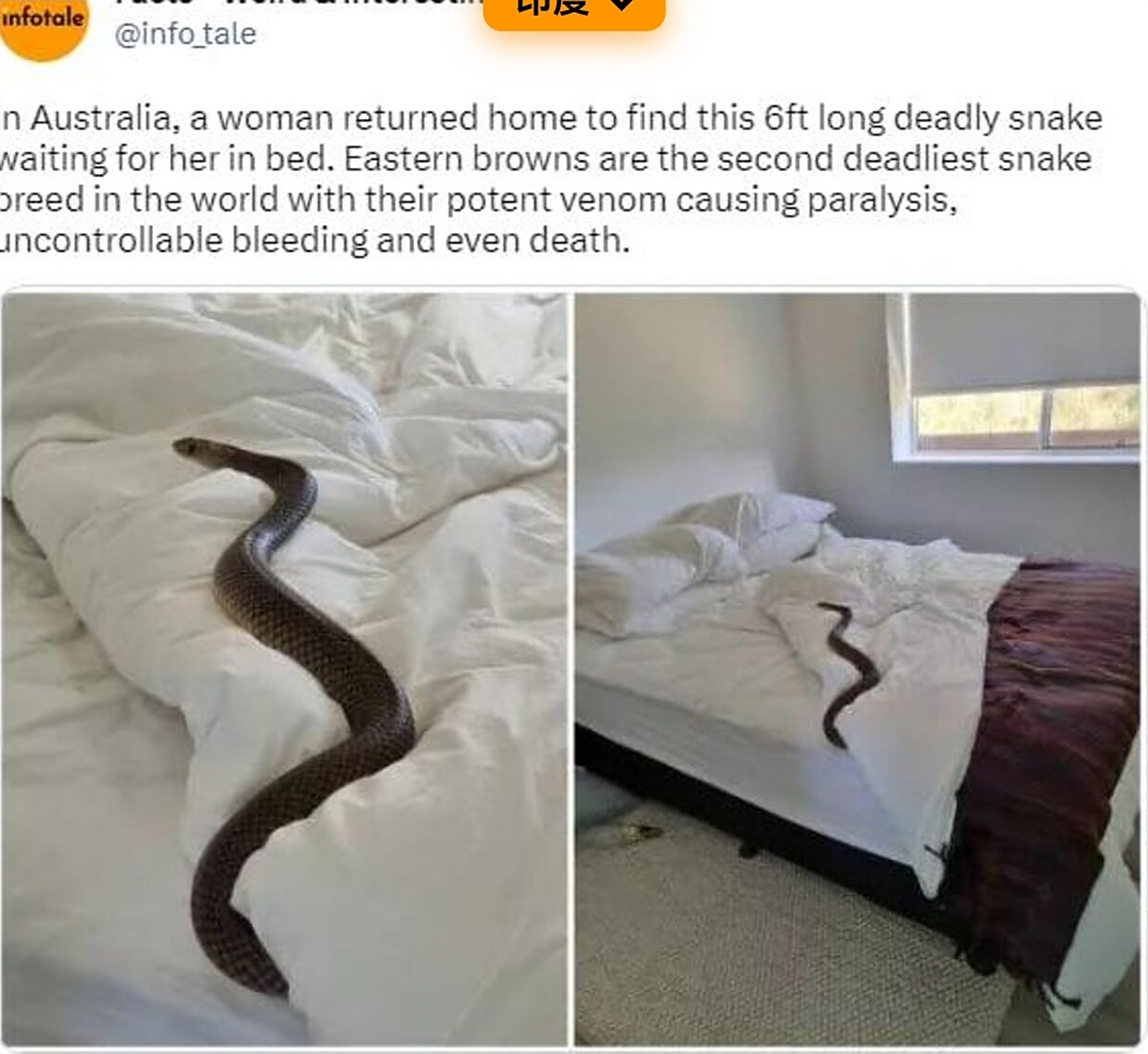 恐怖,2米长的毒蛇钻在被窝里面  澳大利亚一名女士遭遇惊魂时刻,一条