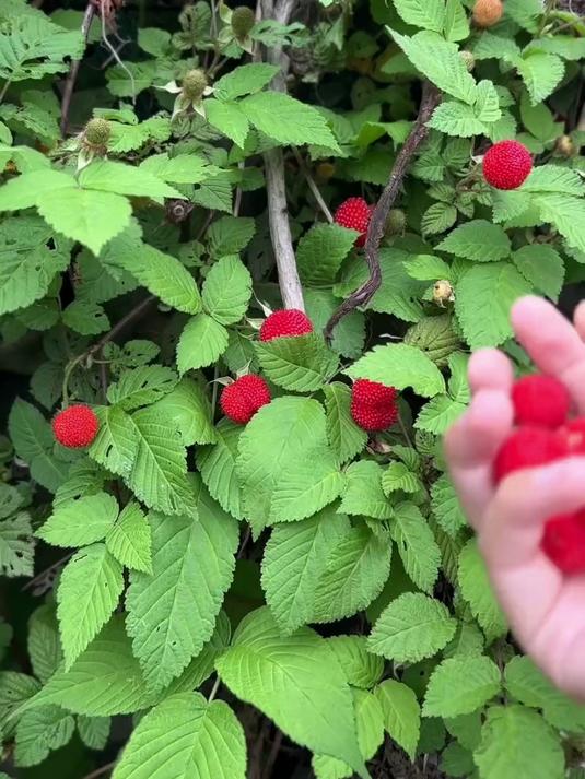 小的时候听说,这是蛇吃的果子,我们都不敢摘