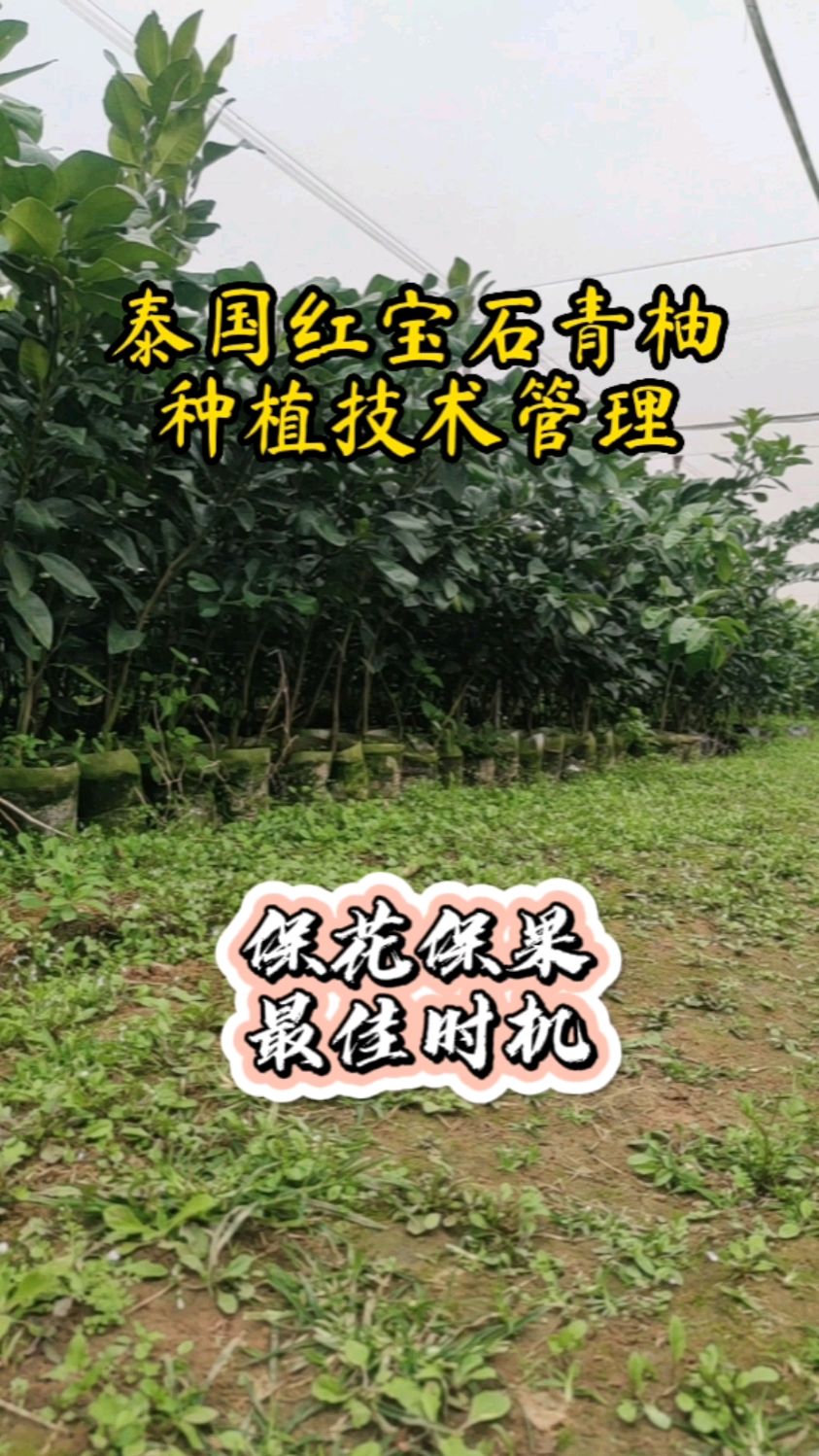 红宝石青柚种植条件图片