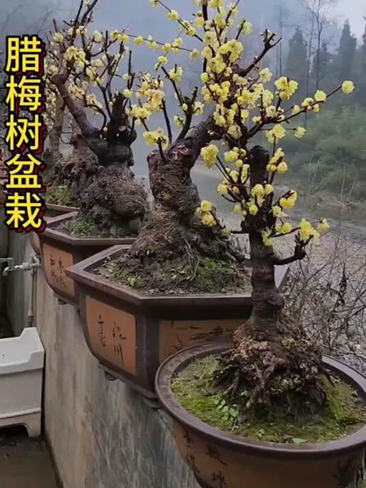 腊梅盆栽咋养?花香满庭院的秘诀在此!