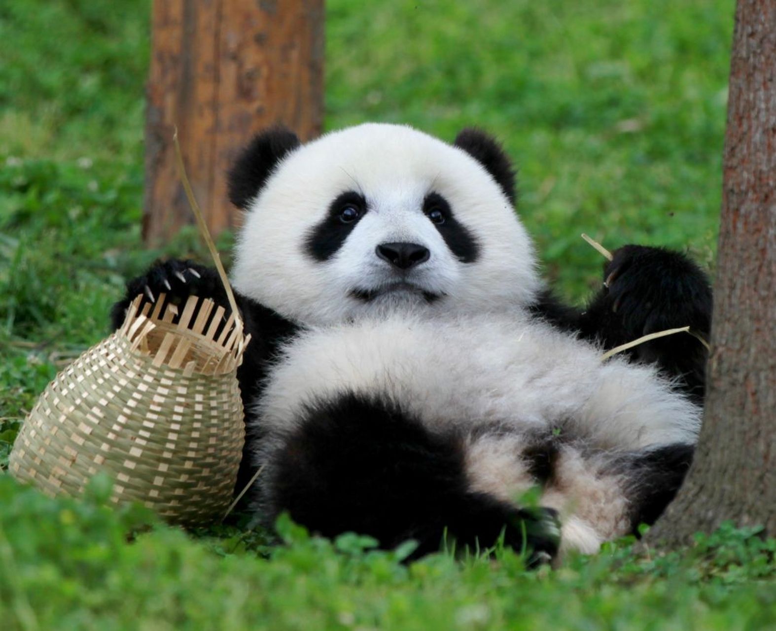 颜王好牛逼,有种高贵神秘的气质的熊猫  皓月好正的小熊,  好好听的