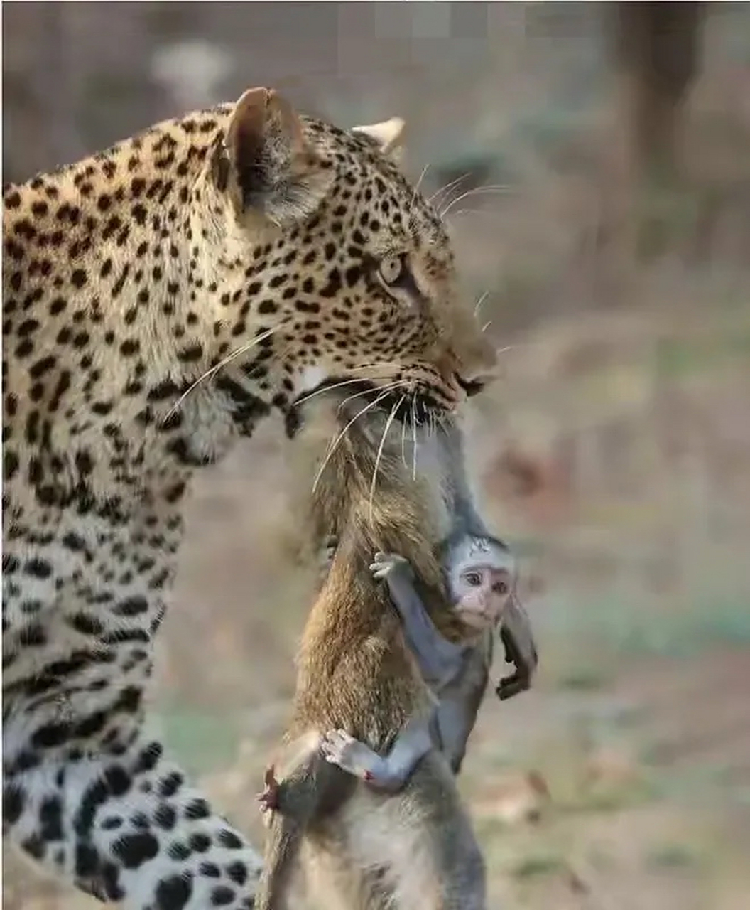 在动物界弱肉强食的生存法则中,优胜劣汰适者生存表现的淋漓尽致.
