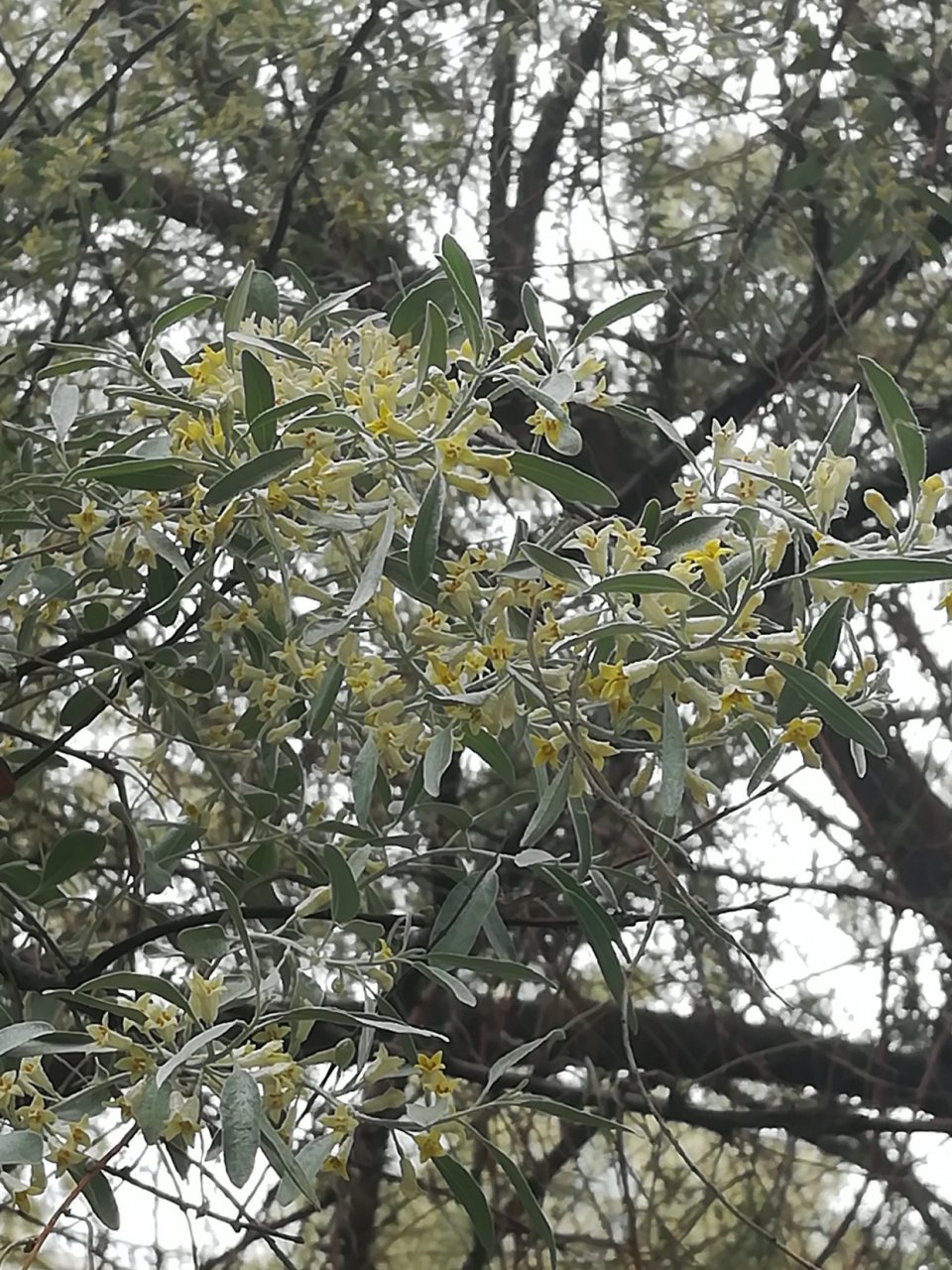 飘雪的沙枣花 老远闻到沙枣花的香味儿,闻着甜腻的沙枣花香一路找寻