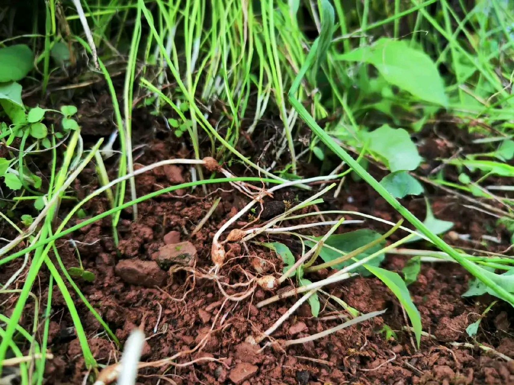 现在还能遇到这么多野葱子,实在有些难得,记得我都快有十几年没见到