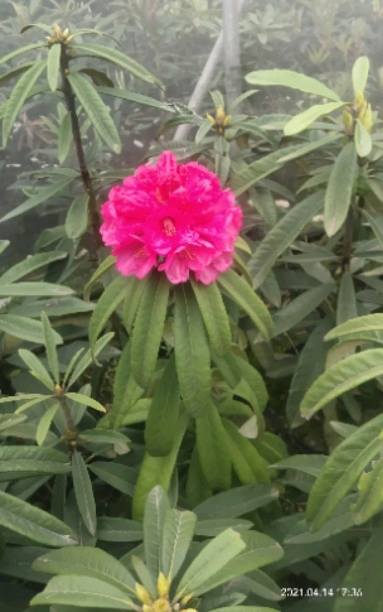 大树杜鹃又名马缨花的养护