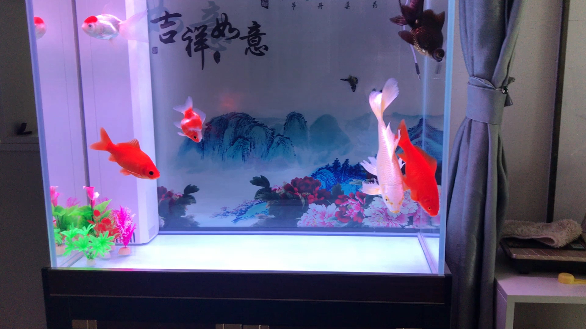 用底滤的鱼缸过滤效果明显、水质稳定,大家有条件可以试一试