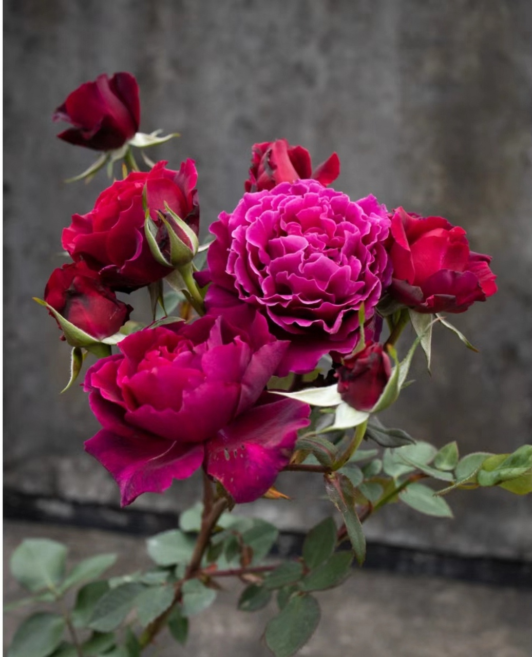 活泼的正统美[小红花]——红丘(天家胭脂) [摊手]红色月季中最有特色