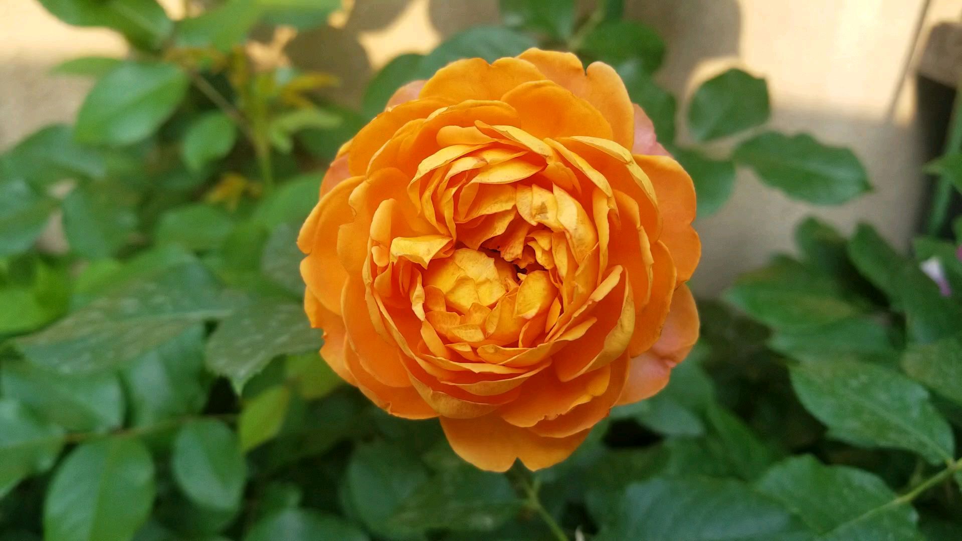 橘子陈为您分享蜂蜜焦糖,法国梅昂国际出品,是一款藤本丰花月季