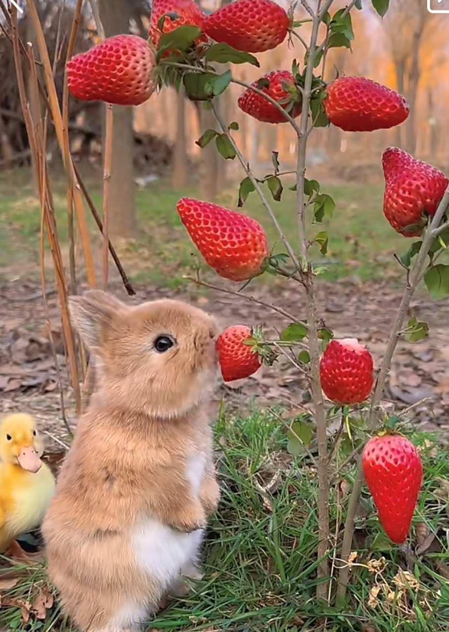 小兔子吧唧吧唧吃草莓91!