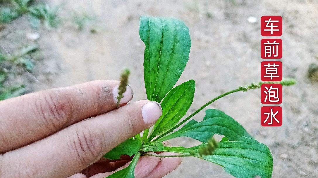 叶片长得像猪耳朵一样的小野草,你们认识吗?