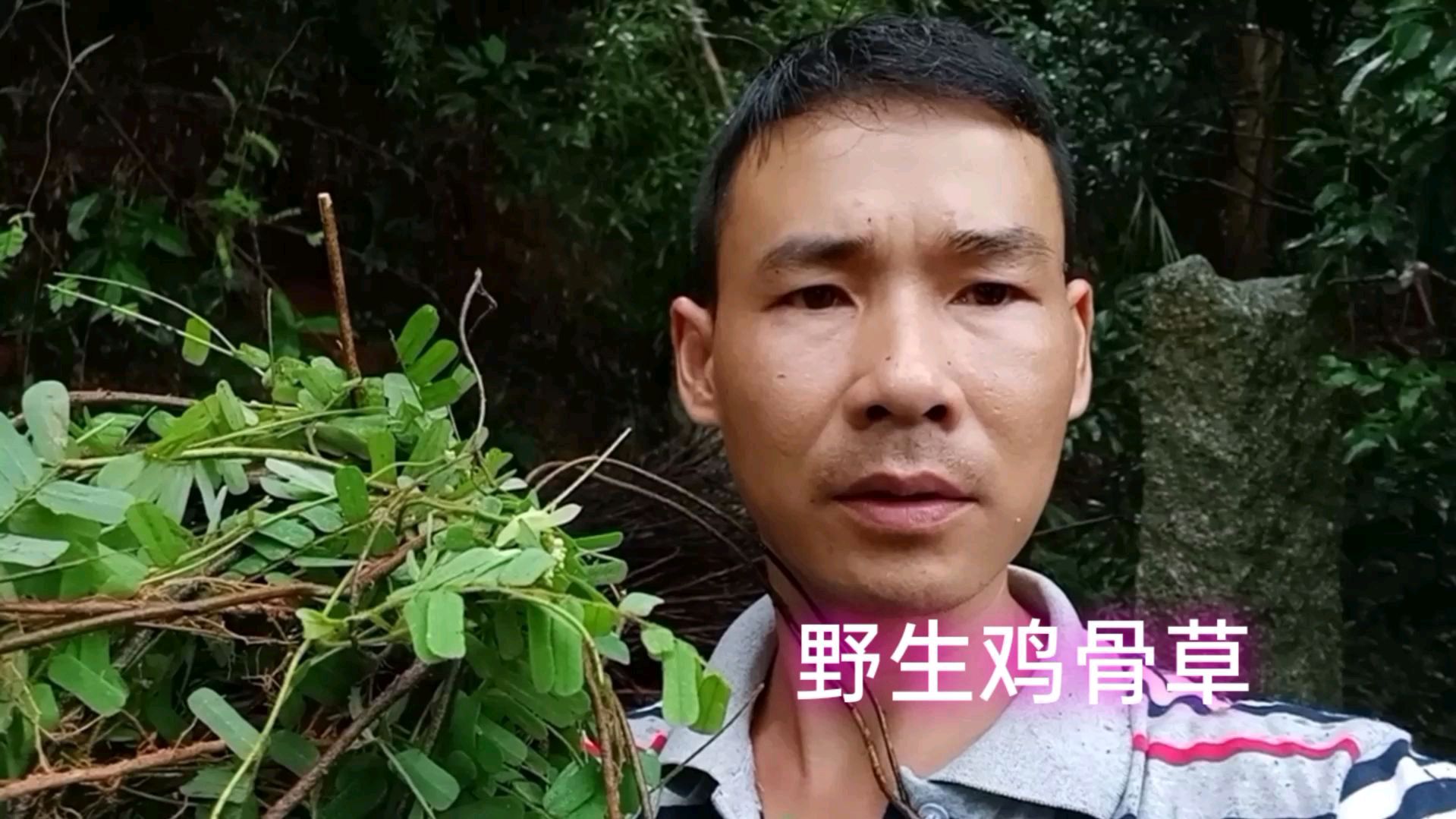 农村的野生鸡骨草有人出100块钱一斤,它究竟有什么功效