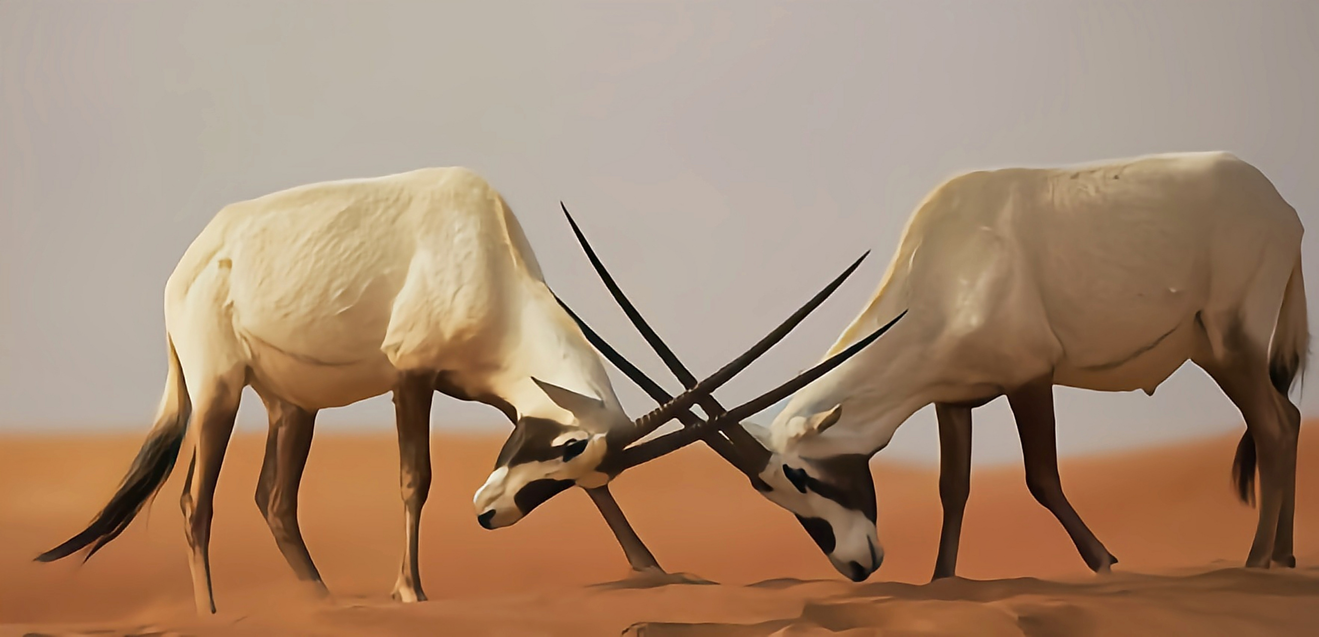 每天认识一种动物——阿拉伯剑羚 阿拉伯剑羚别名阿拉伯直角羚羊,生活