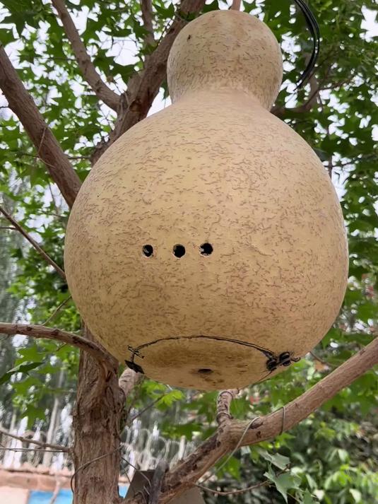 把葫芦掏空了做蜂窝,师傅这想法简直是太机智了