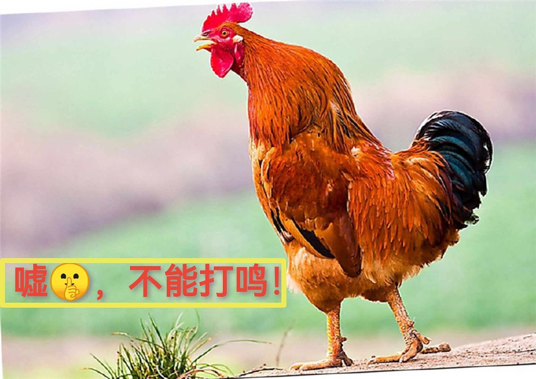 四川省一考生家长因公鸡打鸣影响孩子休息请警察帮忙协调,鸡主人表示