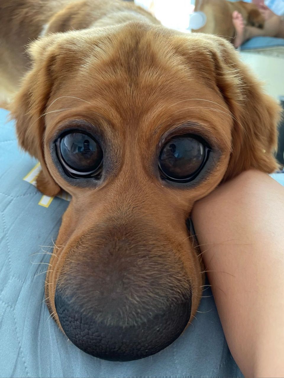 和狗子一天无聊的生活 眼睛瞪得像铜铃