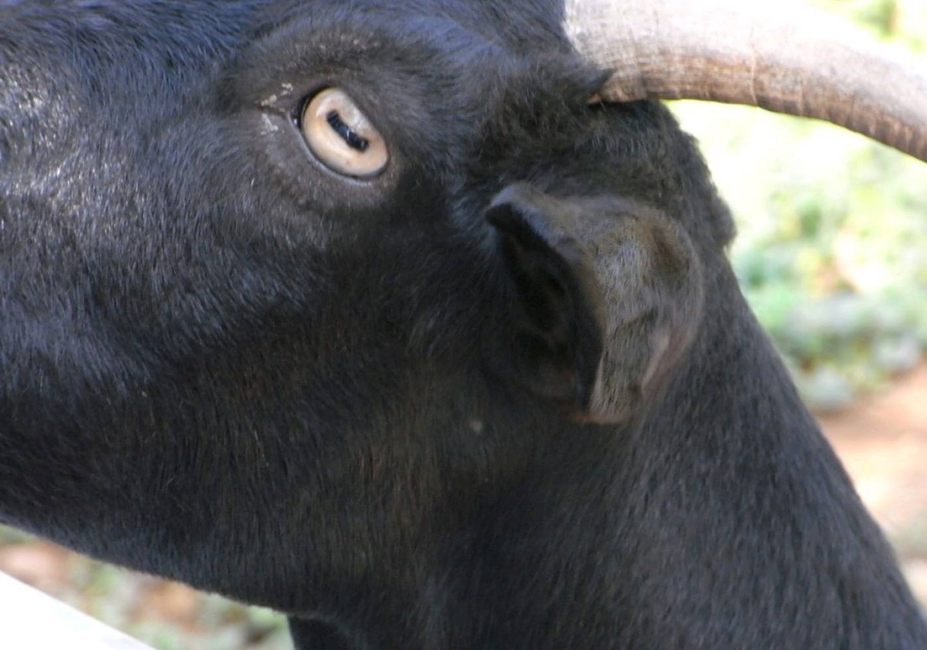 你有没有想过山羊的眼睛,为什么如此奇怪?