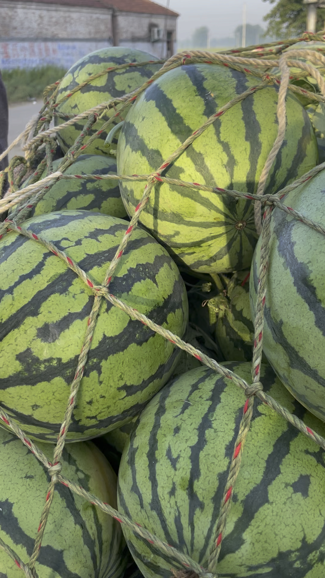 商丘夏邑美都西瓜代办基地,河南大棚哪儿西瓜最便宜