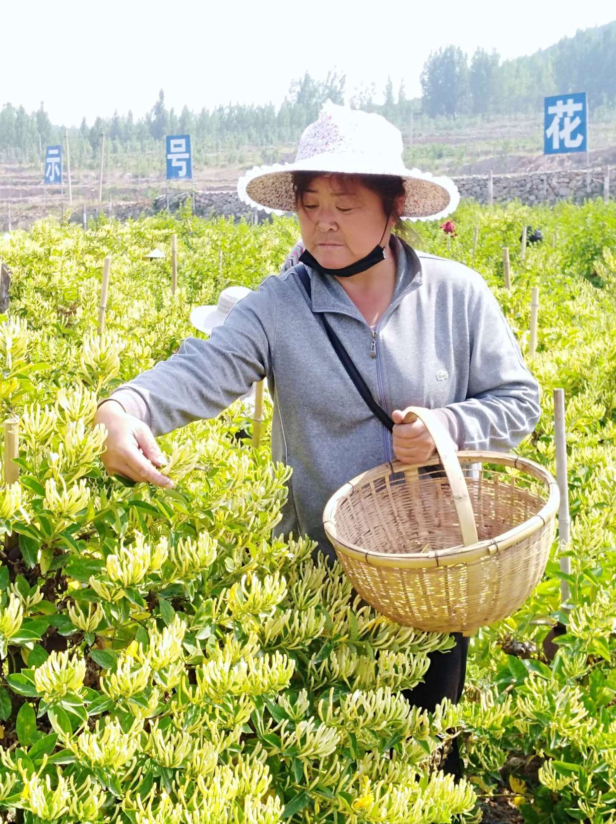 美女采摘北花一号金银花