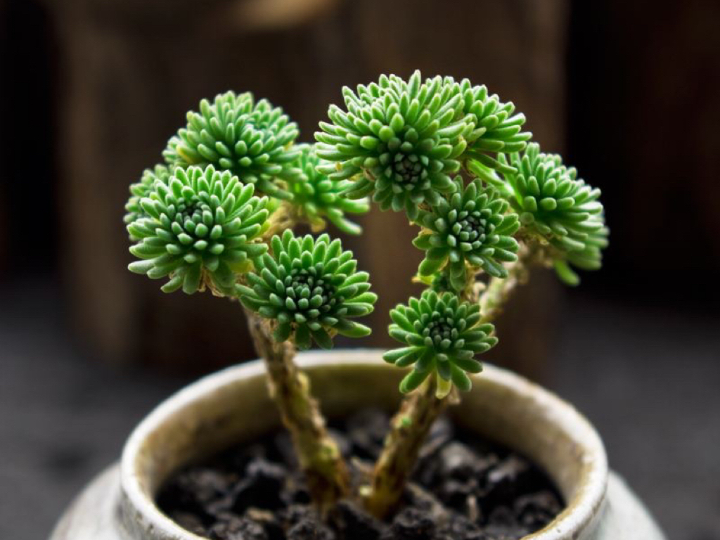 多肉球松半年的变化,已经成为一颗精致的盆景,人见人夸