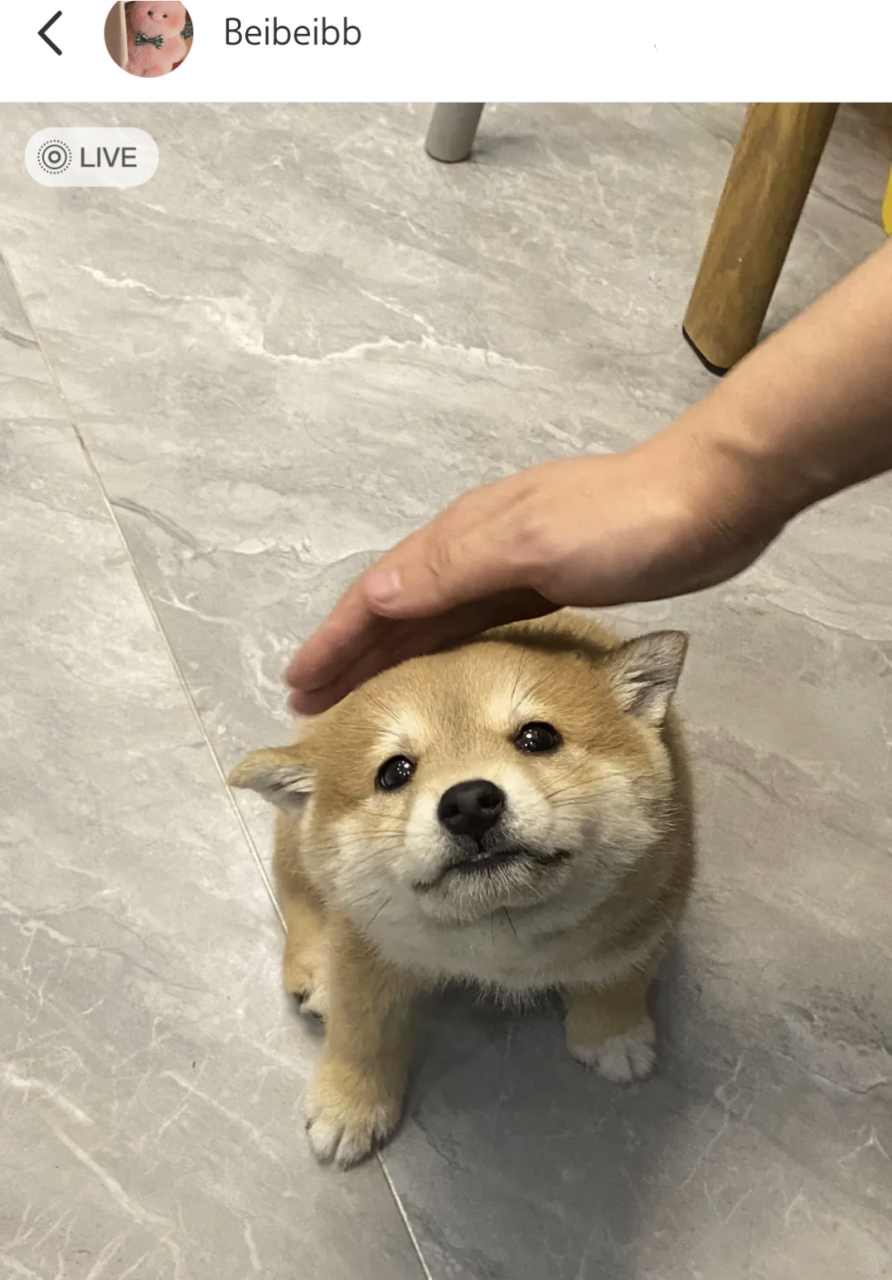 好可爱的柴犬,摸一下就飞机耳!#狗狗