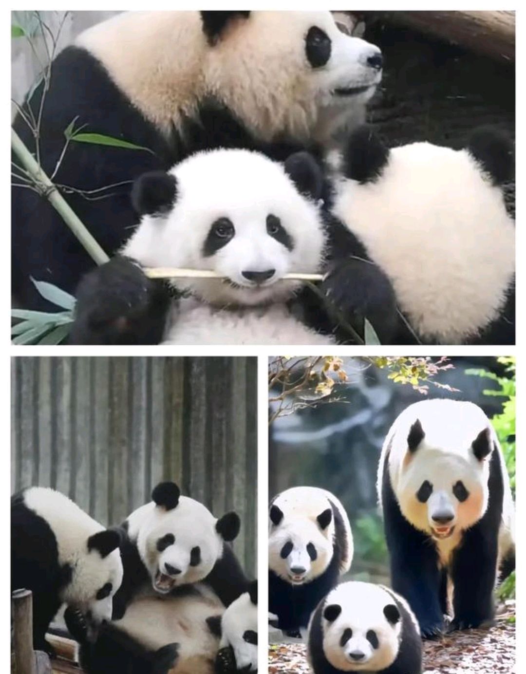 花叶永相随的大熊猫"花花"和"和叶"