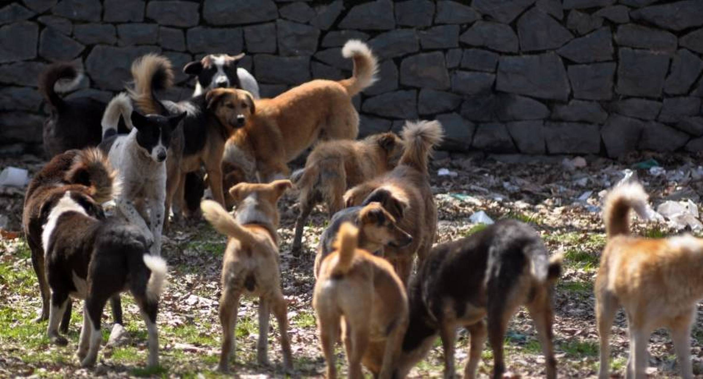 老虎擦擦嘴,把吃剩下的几根骨头扔给狼:去,把骨头扔到狗群里,回来