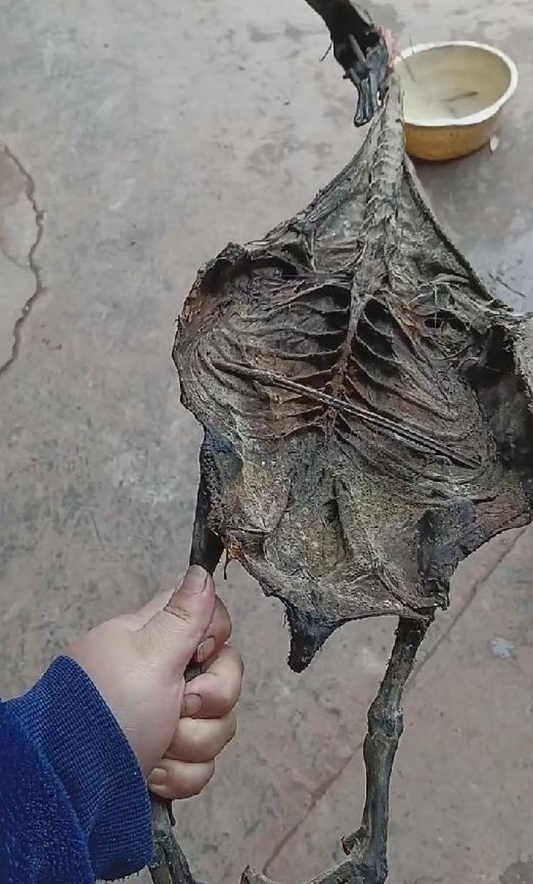 有网友晒出一只烘干的鸭子,看到这么骨瘦如柴的鸭子,又发霉了,这还能