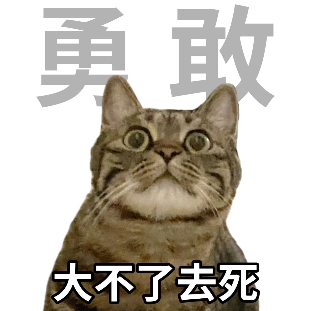 年轻人十大美好品德表情包勇敢:大不了去死  乐观:那又怎么样,反正也