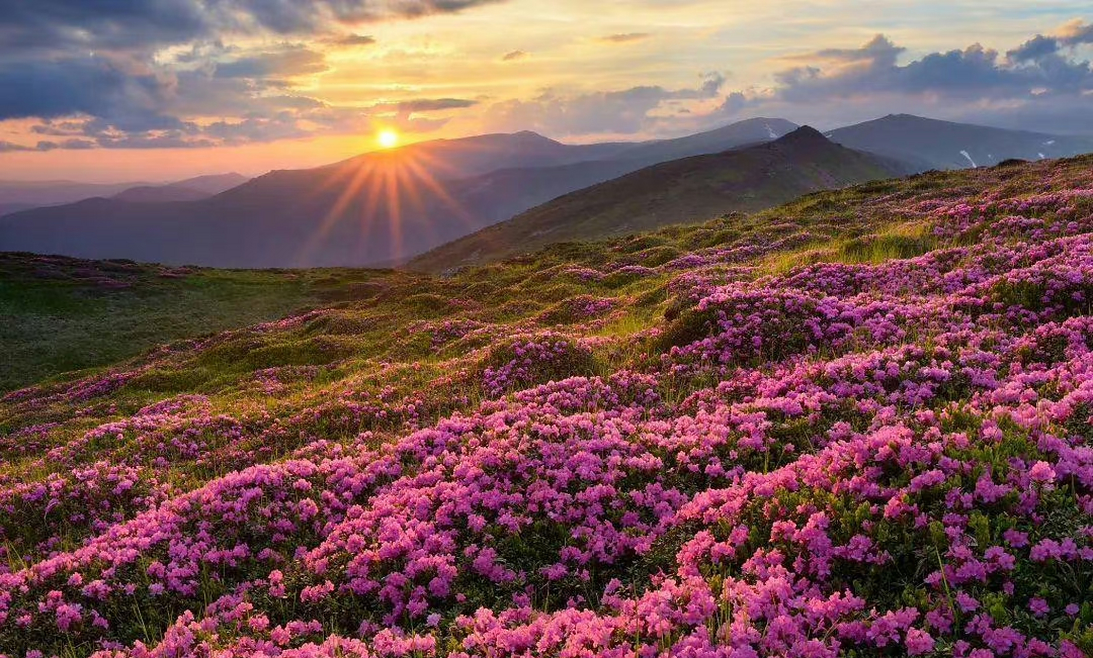 贵州百里杜鹃风景区,享有"地球彩带,世界花园"等美誉! 67