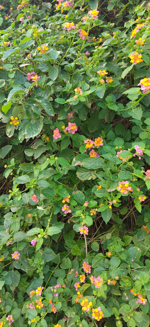 这种花有五种颜色,很多地方称之为五色花,叶子根枝都有一定药用价值