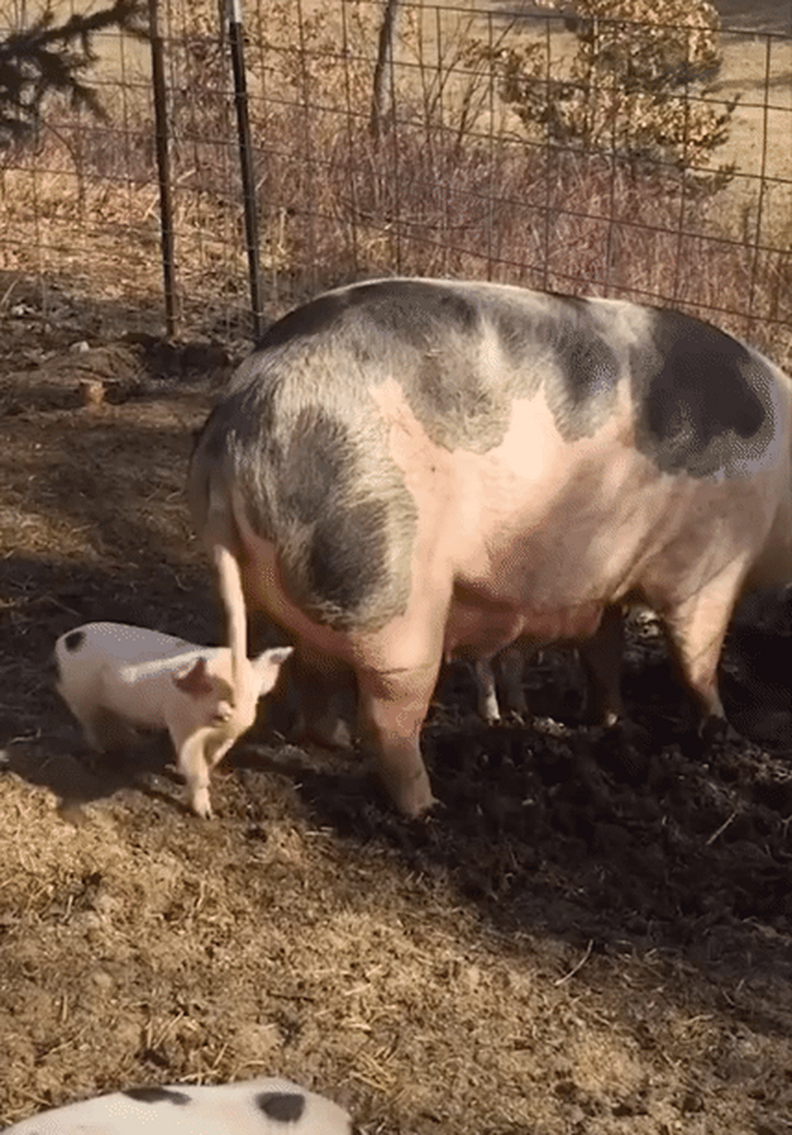 幸福快乐的猪#搞笑# #搞笑动图