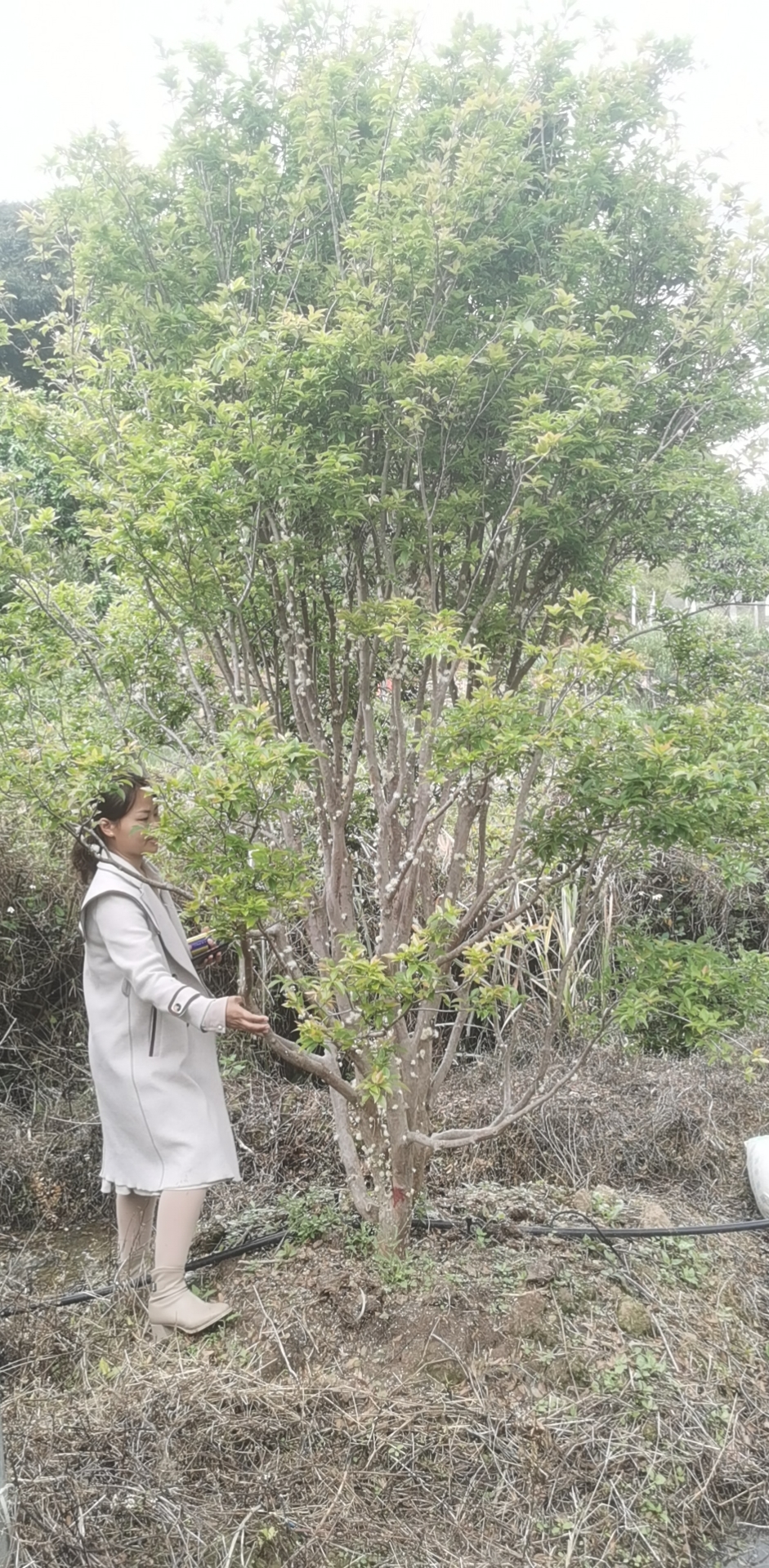 台湾四季嘉宝果树图片