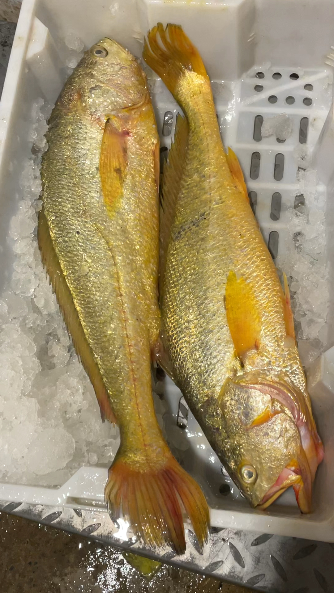 东海野生大黄鱼3斤多,4斤多-度小视