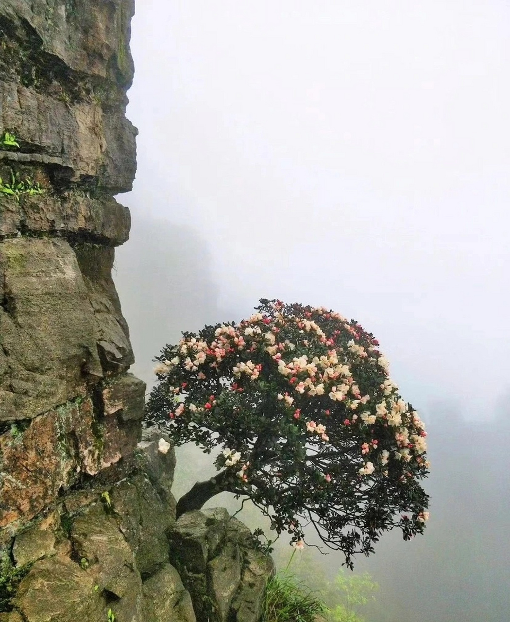 蟠桃树开花图片