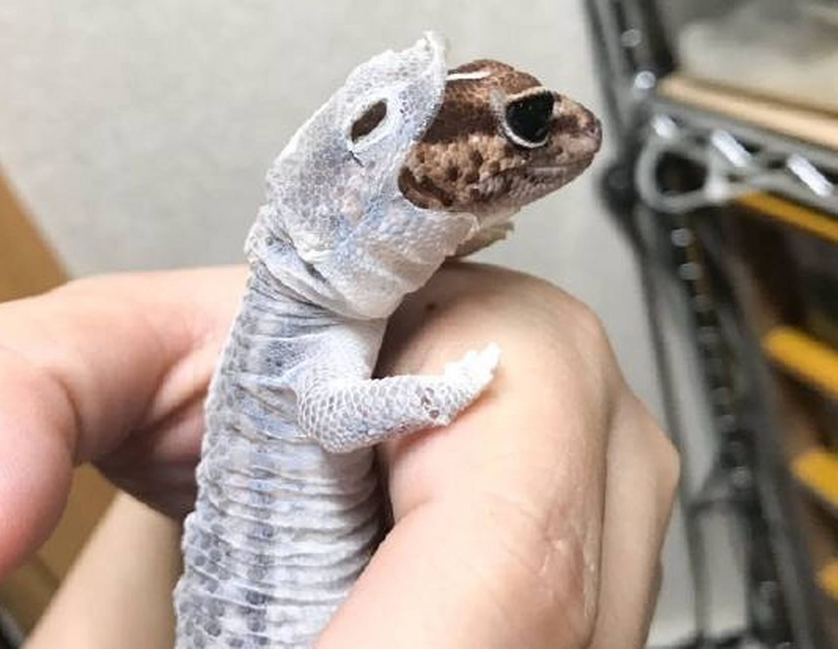 正在褪皮的小守宫,像披一件白斗篷