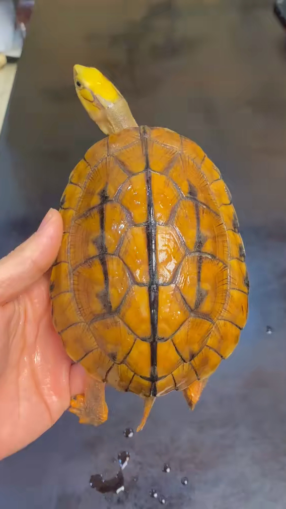 顶级天花板极品海南大金头金灿灿