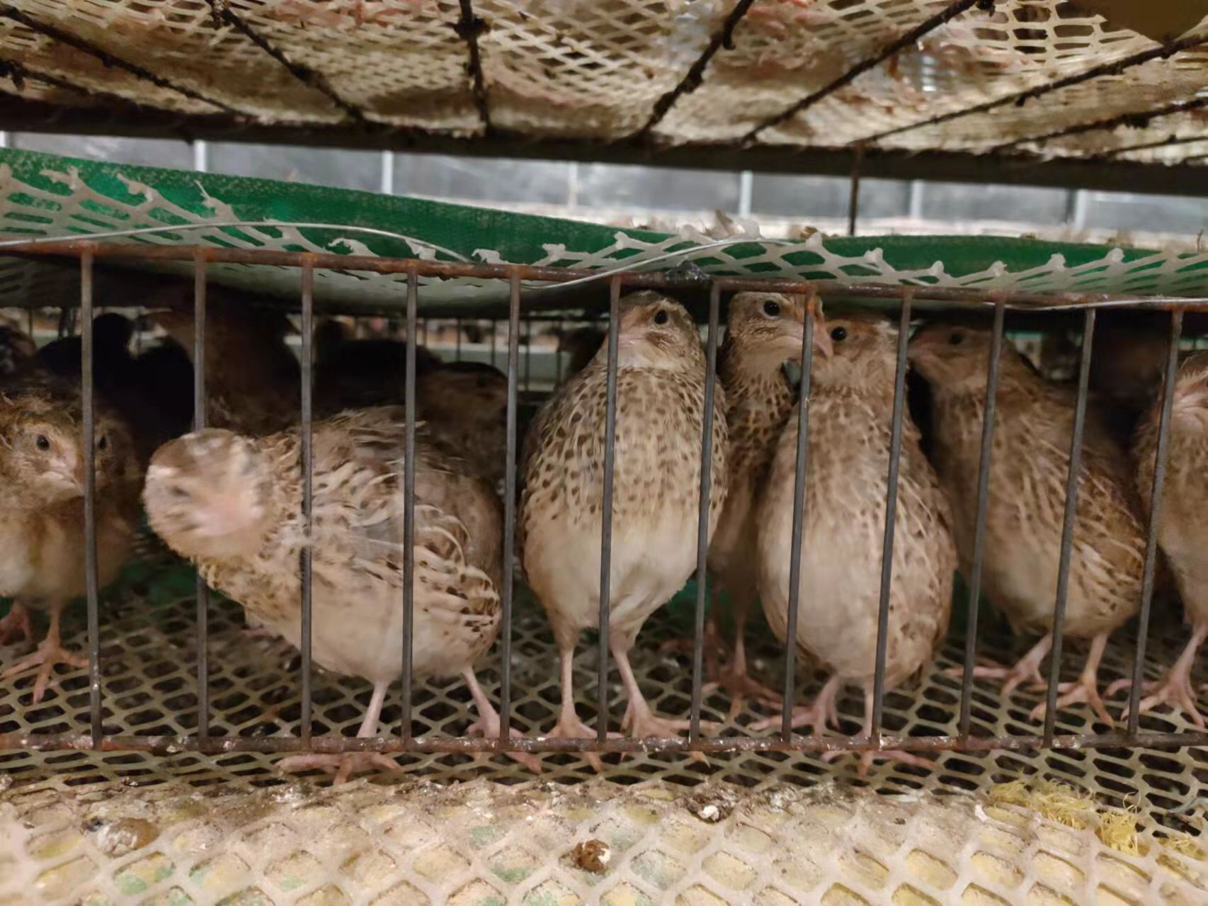 商品蛋鹌鹑养殖,需要配公鹌鹑吗?