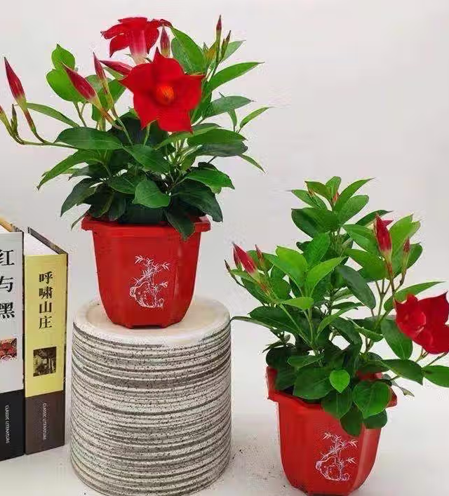 冰箱上放什么植物会好看