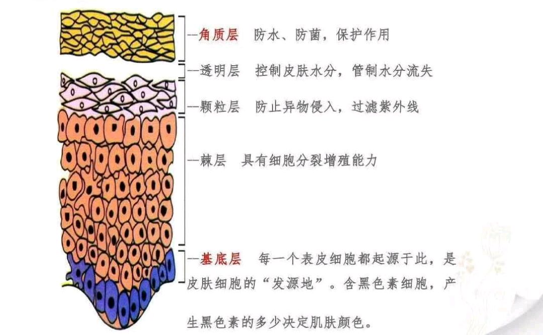 人的皮肤构成图片