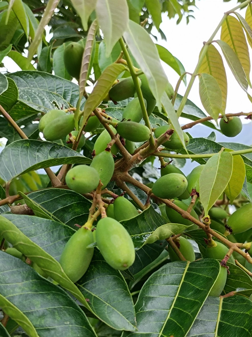 福州真的到处都是橄榄树,只要你往郊区走,路上时不时都都能看到.