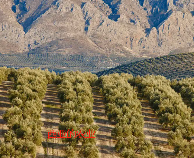 西亚的农业主要分布在哪里