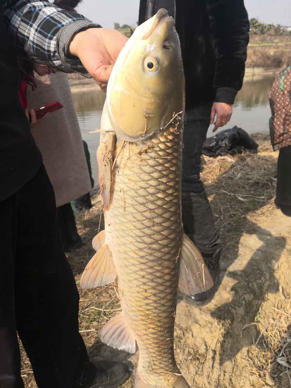 纯野生草鱼图片图片