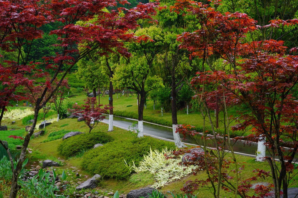 雨後樂山綠心紅雀碗