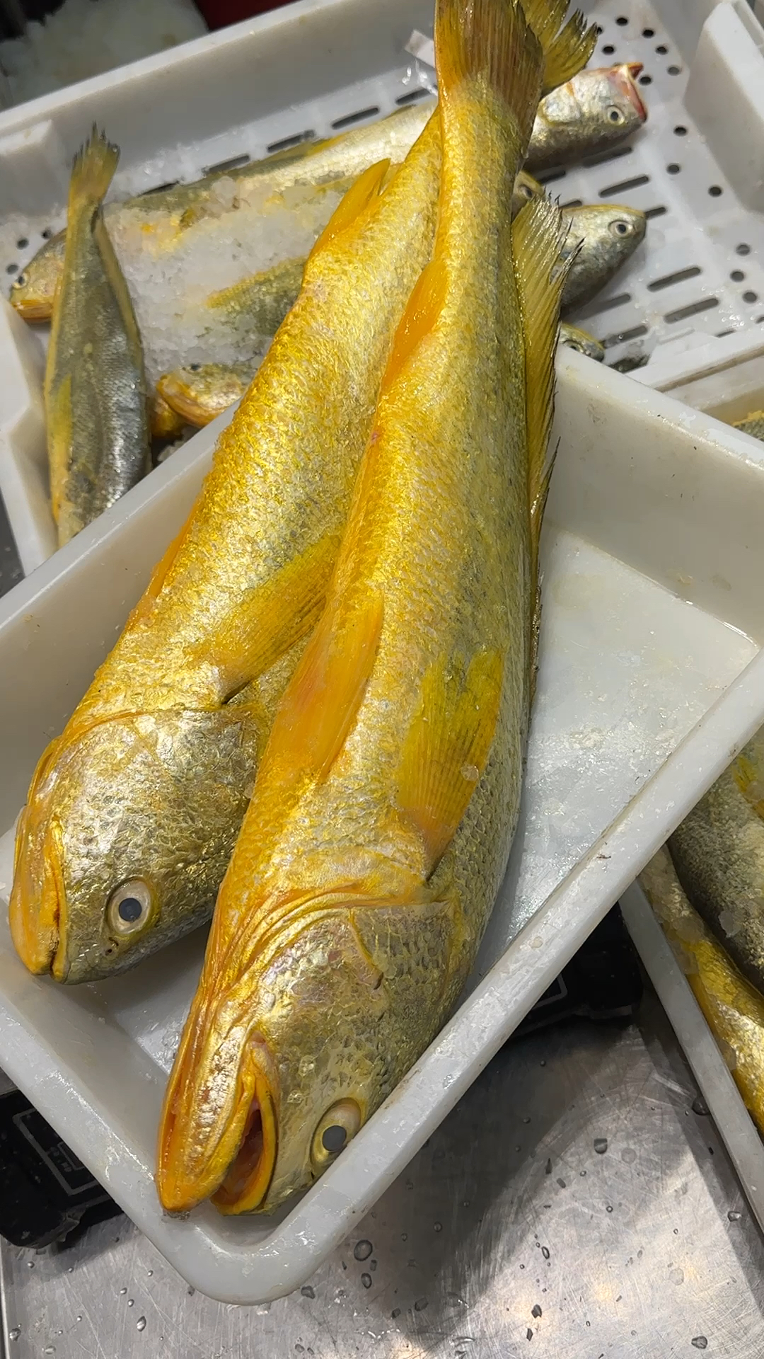 船上刚回来的野生大黄鱼,最大3斤多2条!-度小视