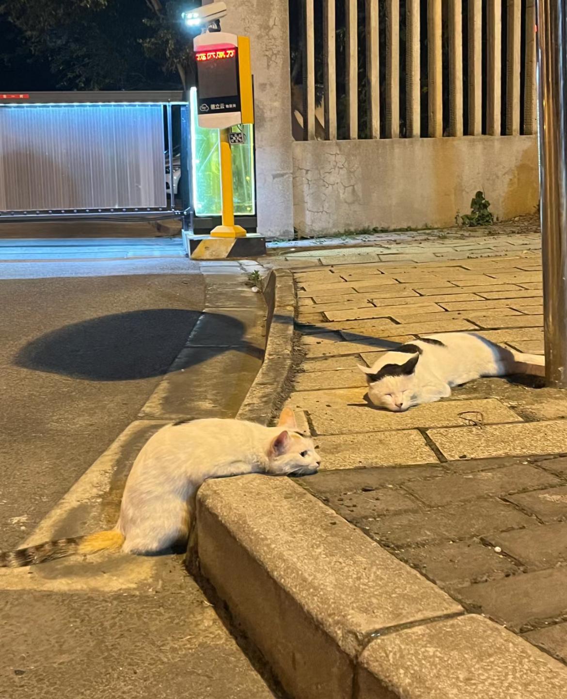 猫果然是液体的