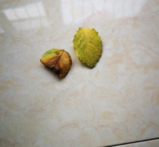 细椰糠和大汉的422有什么不同.感觉粗细差不多?