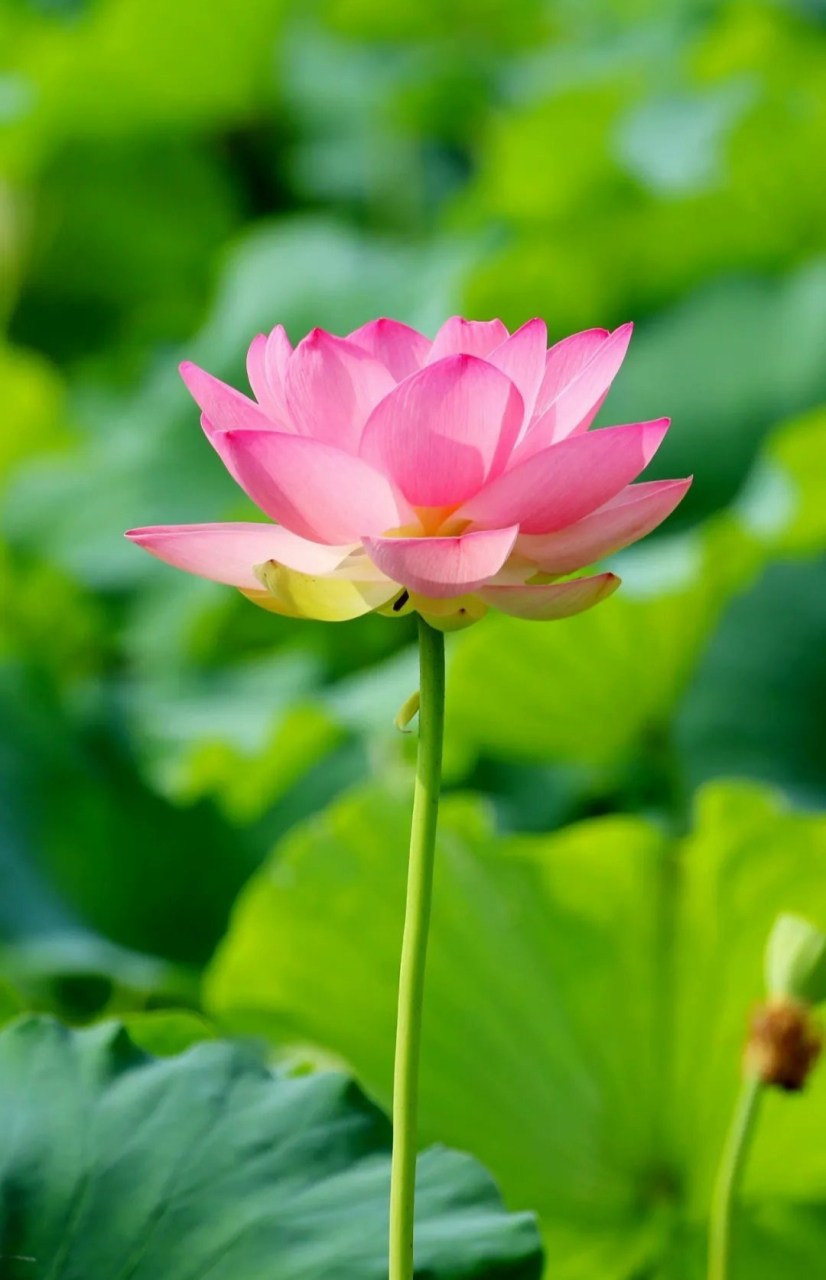 再见爱人# 清新莲莲好运壁纸!