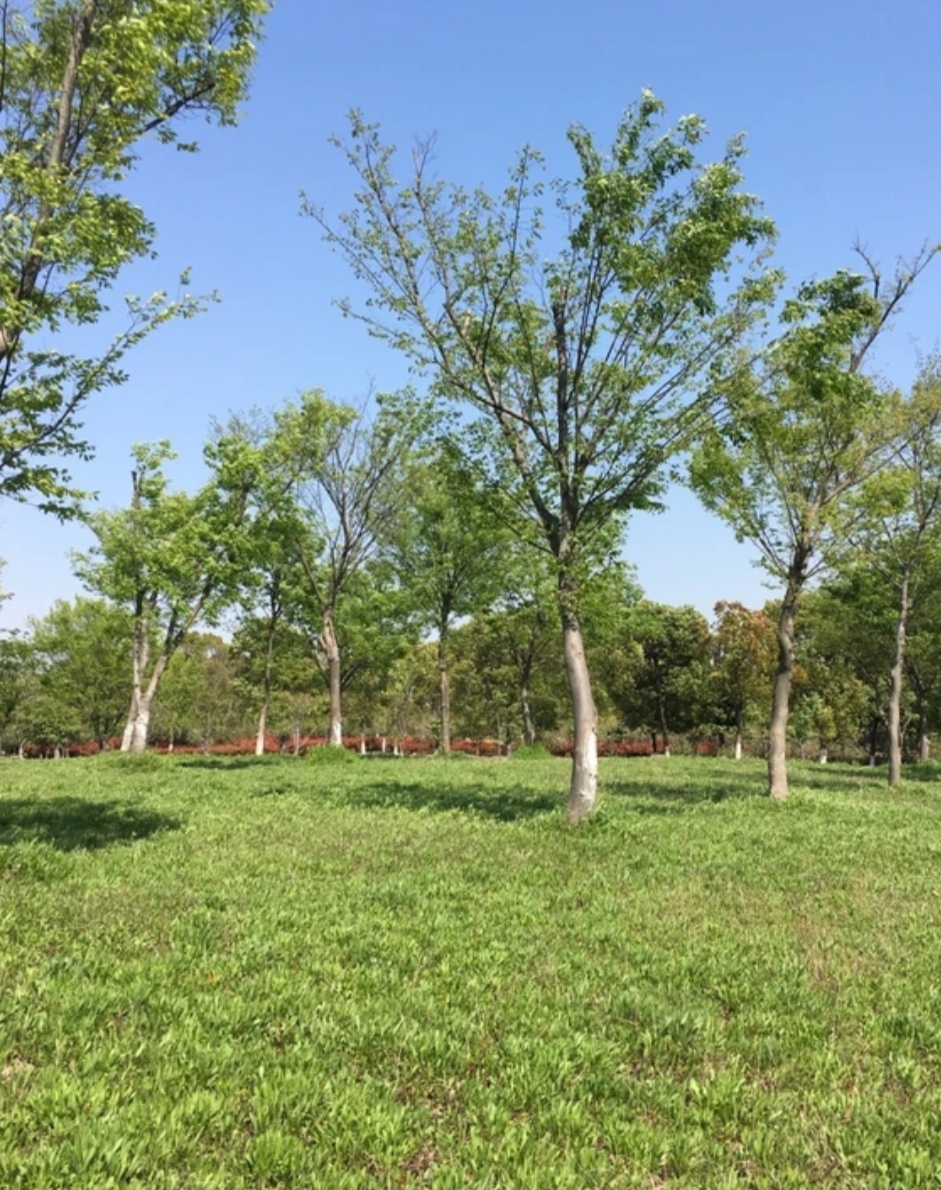 淀山湖大道风景区图片图片