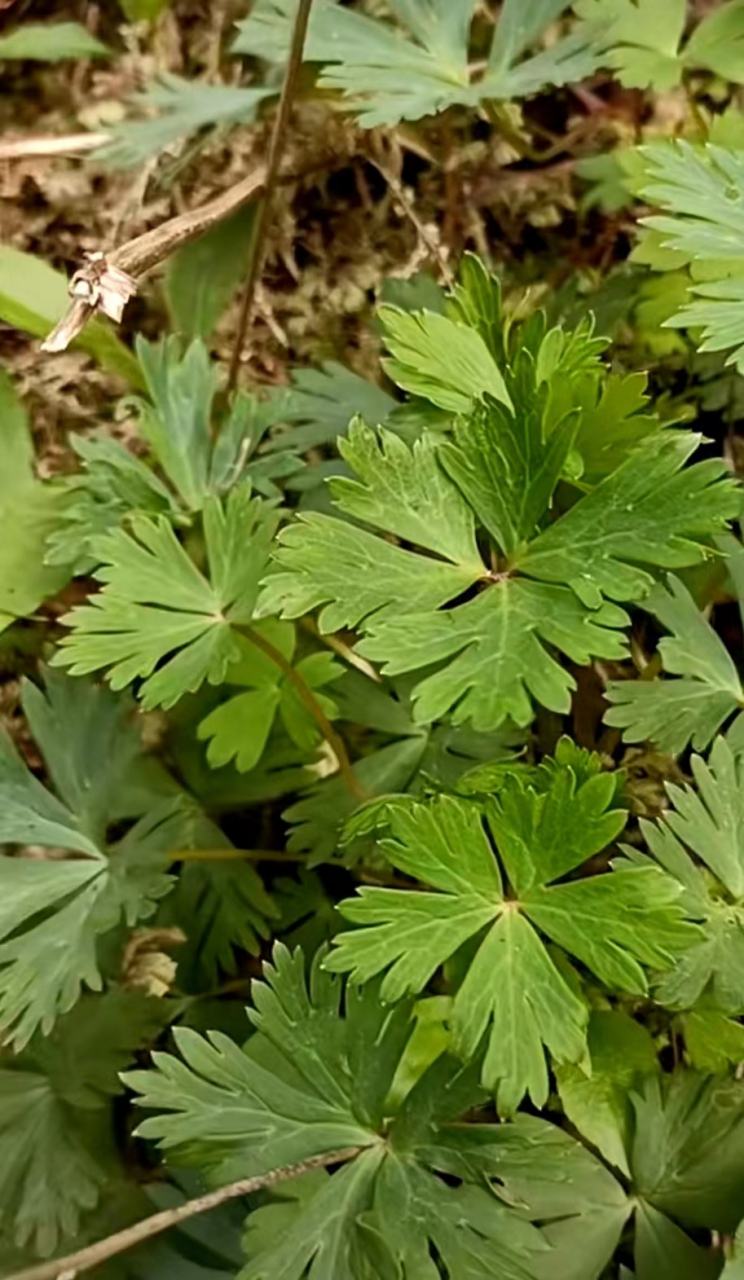 有多少人见过?草乌,祛风除湿,温经止痛.
