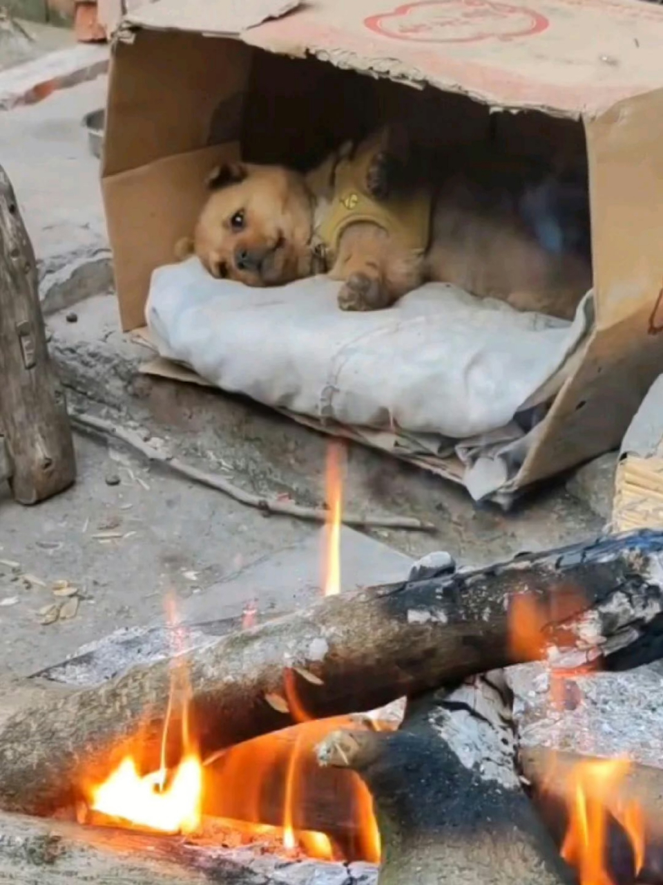 狗狗在烤火,这日子太舒坦了 #搞笑
